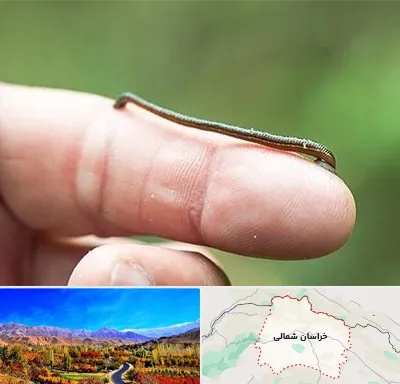 مرکز زالو درمانی در خراسان شمالی
