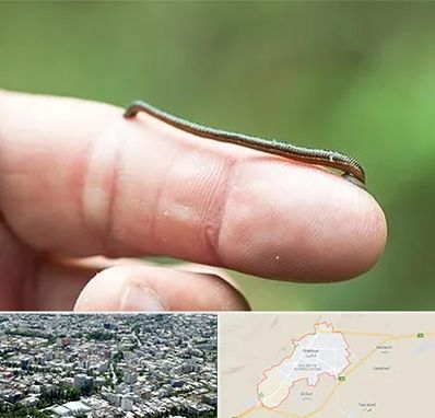 مرکز زالو درمانی در شاهرود