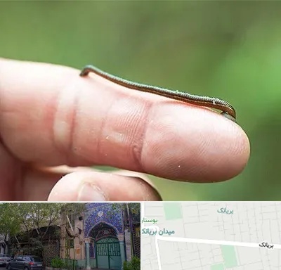 مرکز زالو درمانی در بریانک