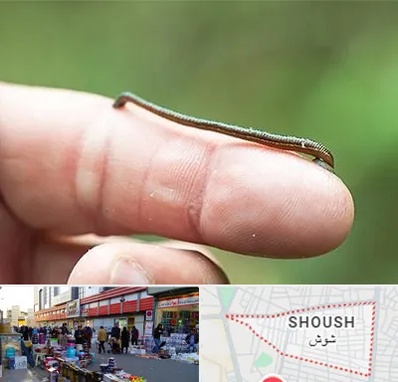 مرکز زالو درمانی در شوش