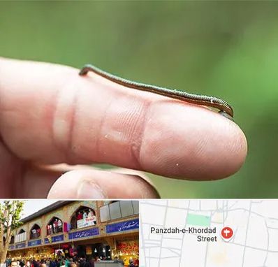 مرکز زالو درمانی در 15 خرداد