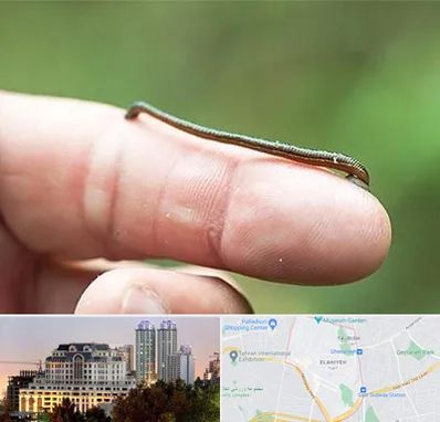 مرکز زالو درمانی در فرشته