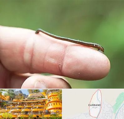 مرکز زالو درمانی در دربند