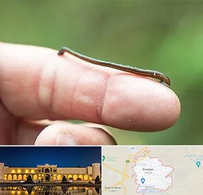 مرکز زالو درمانی در برازجان