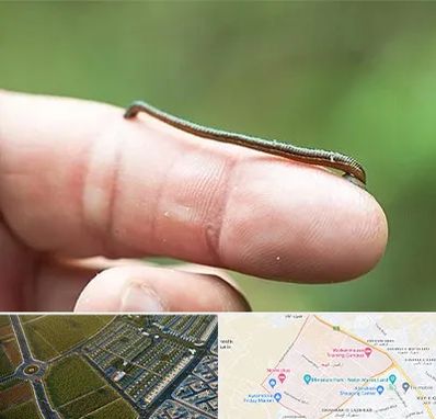 مرکز زالو درمانی در الهیه مشهد