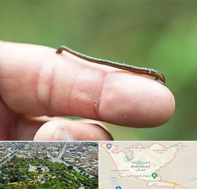 مرکز زالو درمانی در شهرکرد