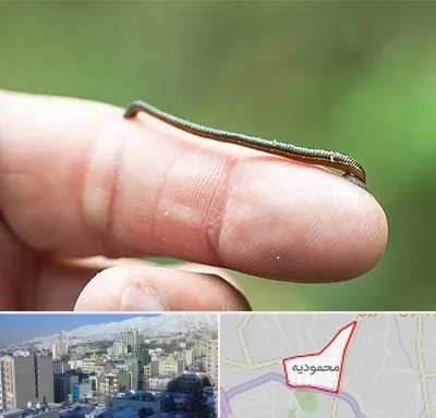 مرکز زالو درمانی در محمودیه