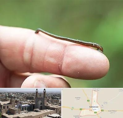 مرکز زالو درمانی در سبزوار