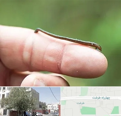 مرکز زالو درمانی در طرشت