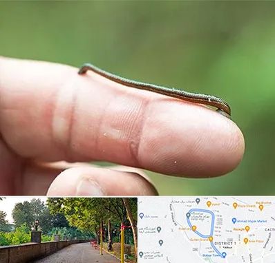 مرکز زالو درمانی در بلوار گیلان رشت