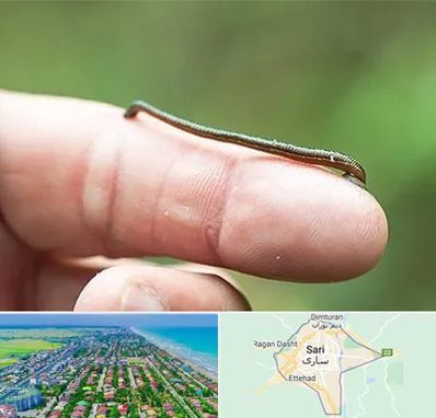 مرکز زالو درمانی در ساری