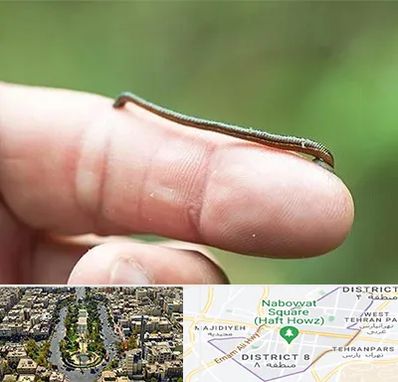 مرکز زالو درمانی در نارمک