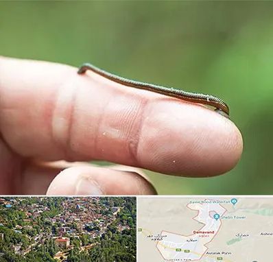 مرکز زالو درمانی در دماوند