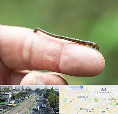 مرکز زالو درمانی در جنوب تهران