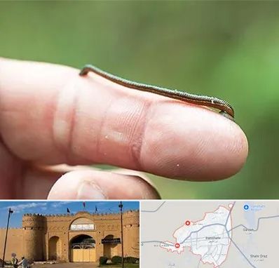 مرکز زالو درمانی در ایرانشهر