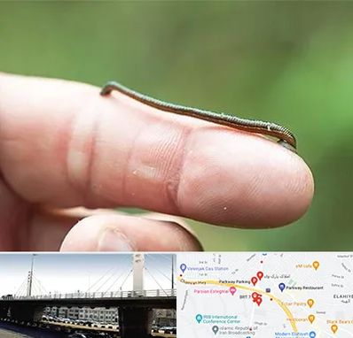 مرکز زالو درمانی در پارک وی