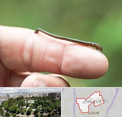 مرکز زالو درمانی در نیروی هوایی