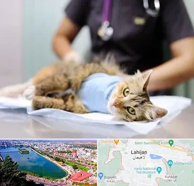 عقیم سازی گربه در لاهیجان