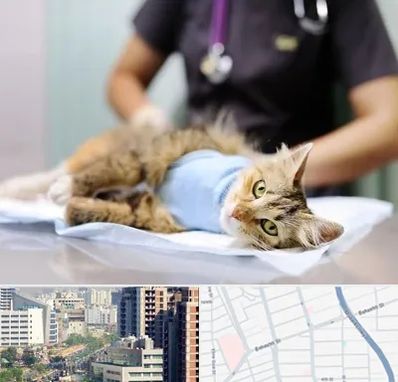 عقیم سازی گربه در خیابان بهشتی