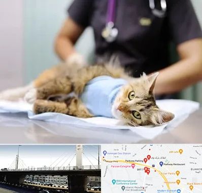 عقیم سازی گربه در پارک وی 
