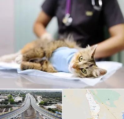 عقیم سازی گربه در اندیمشک