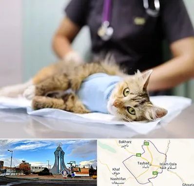 عقیم سازی گربه در تایباد