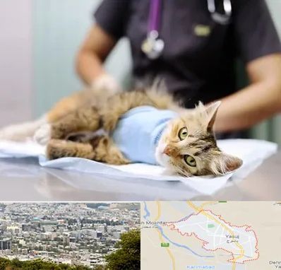 عقیم سازی گربه در یاسوج