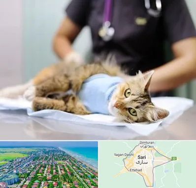عقیم سازی گربه در ساری