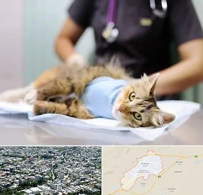 عقیم سازی گربه در شاهرود