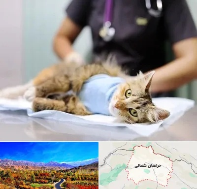 عقیم سازی گربه در خراسان شمالی