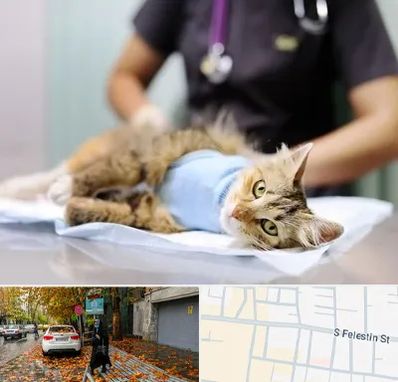 عقیم سازی گربه در خیابان فلسطین