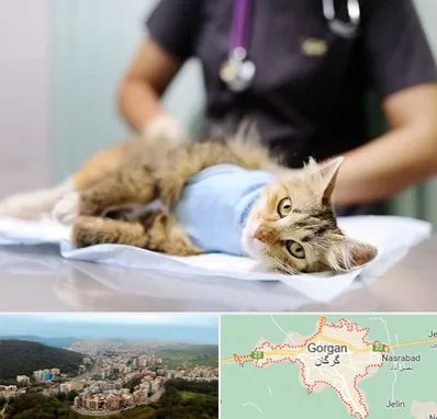 عقیم سازی گربه در گرگان