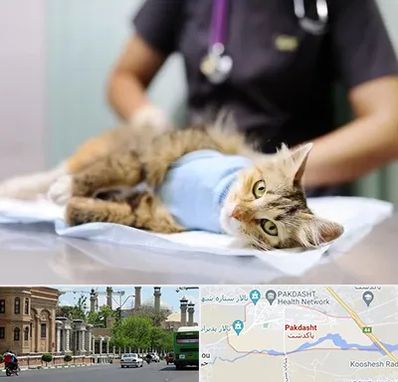 عقیم سازی گربه در پاکدشت