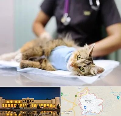عقیم سازی گربه در برازجان