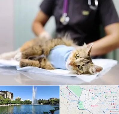 عقیم سازی گربه در کوهسنگی مشهد