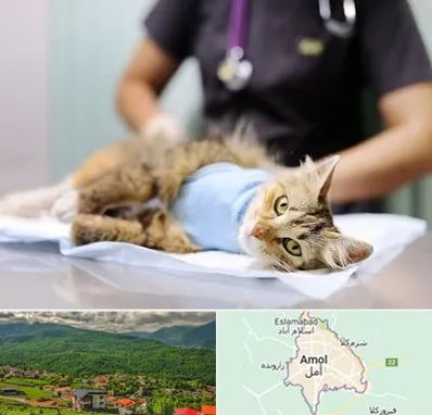 عقیم سازی گربه در آمل