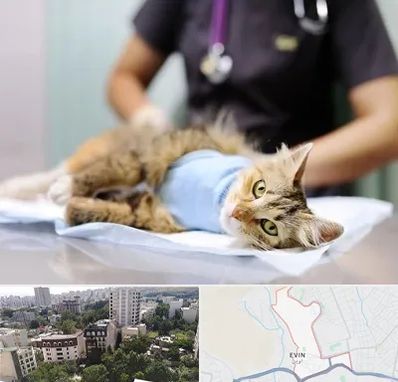 عقیم سازی گربه در اوین