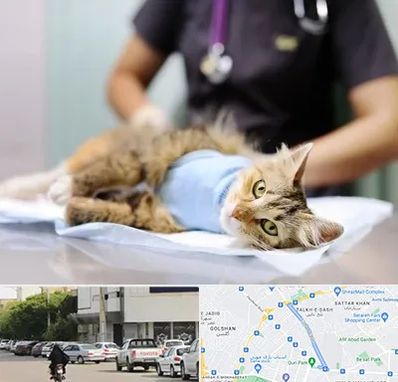 عقیم سازی گربه در قدوسی شرقی شیراز