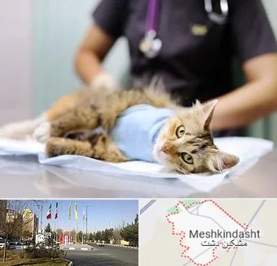عقیم سازی گربه در مشکین دشت