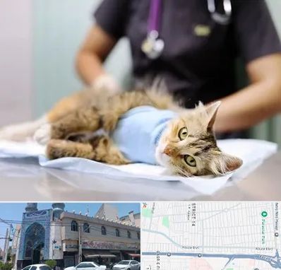 عقیم سازی گربه در بلوار ابوذر