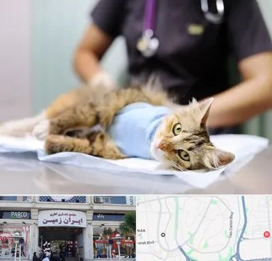 عقیم سازی گربه در ایران زمین