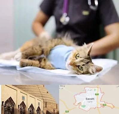عقیم سازی گربه در ساوه
