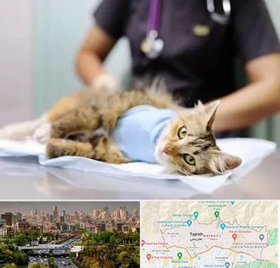 عقیم سازی گربه در منطقه 1 تهران