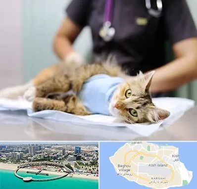 عقیم سازی گربه در کیش