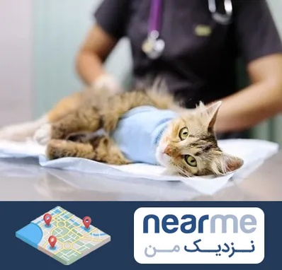 عقیم سازی گربه در نزدیک من