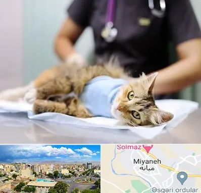 عقیم سازی گربه در میانه