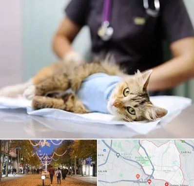 عقیم سازی گربه در ولیعصر ارومیه