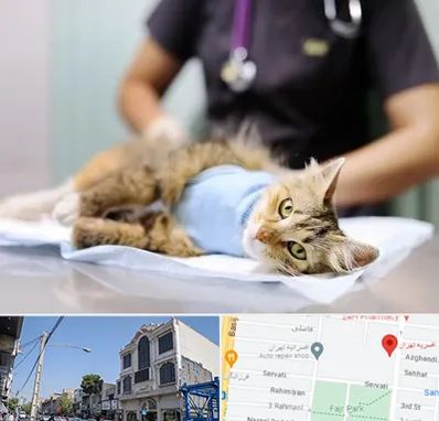 عقیم سازی گربه در افسریه 
