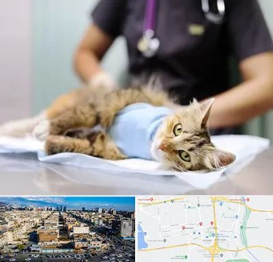 عقیم سازی گربه در شهرک راه آهن