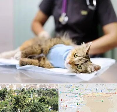 عقیم سازی گربه در منطقه 13 تهران